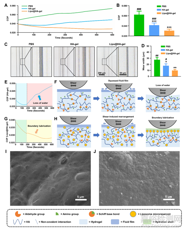剪切響應(yīng)的邊界潤滑水凝膠治療骨關(guān)節(jié)炎