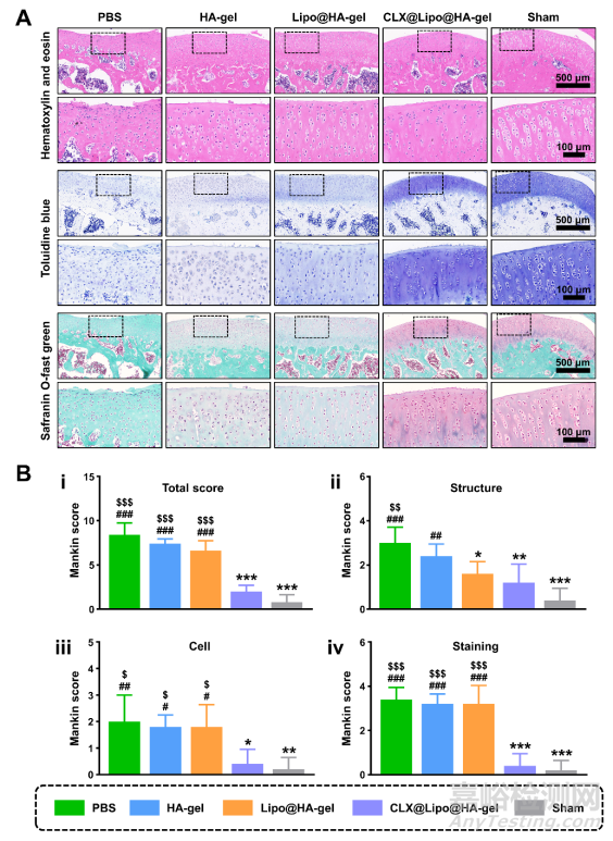 剪切響應(yīng)的邊界潤滑水凝膠治療骨關(guān)節(jié)炎