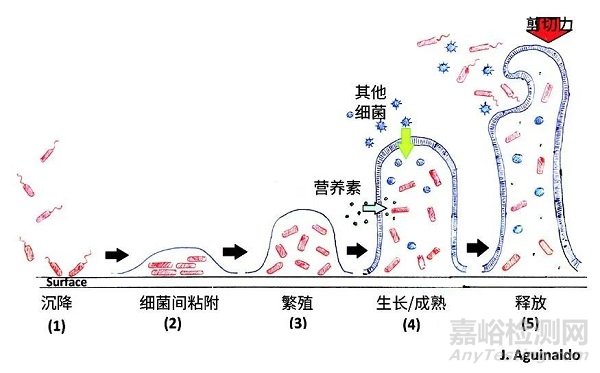 生物膜的形成、風(fēng)險與控制