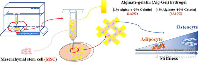 定制擠出式打印的生物墨水用于皮膚創(chuàng)面修