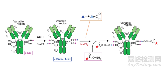 ADC的四大經(jīng)典定點(diǎn)偶聯(lián)技術(shù)