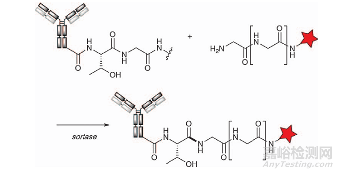 ADC的四大經(jīng)典定點(diǎn)偶聯(lián)技術(shù)