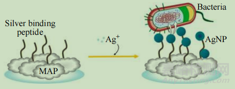 表面抗菌功能涂層的作用機理及在生物醫(yī)用材料中的應(yīng)用