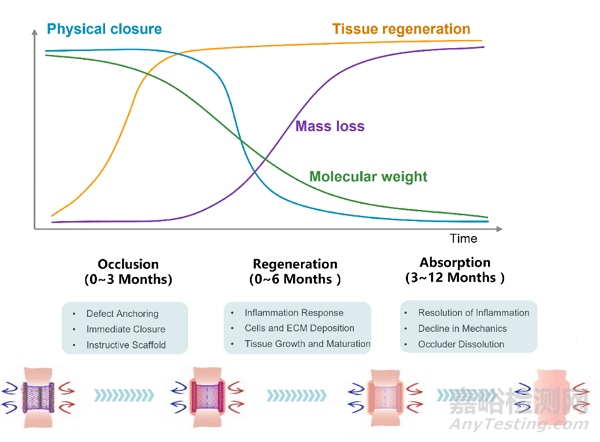 中國(guó)經(jīng)股動(dòng)脈成人室缺全降解封堵器植入術(shù)成功