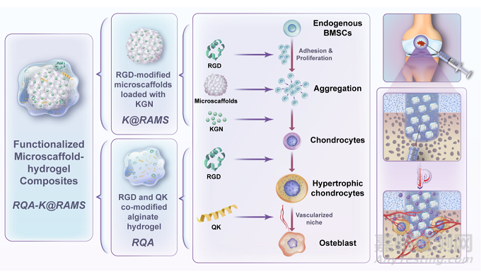功能化微支架水凝膠復(fù)合體系通過軟骨內(nèi)骨化路徑加速修復(fù)骨軟骨缺損