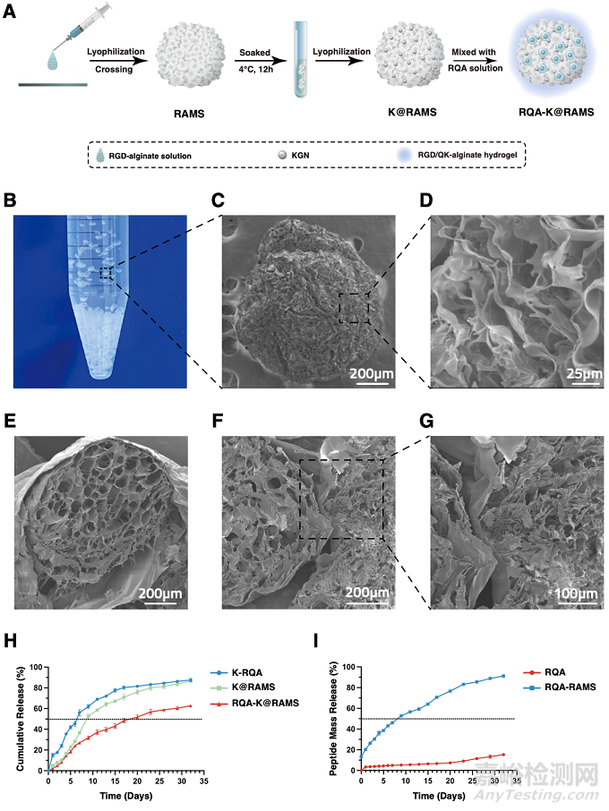 功能化微支架水凝膠復(fù)合體系通過軟骨內(nèi)骨化路徑加速修復(fù)骨軟骨缺損