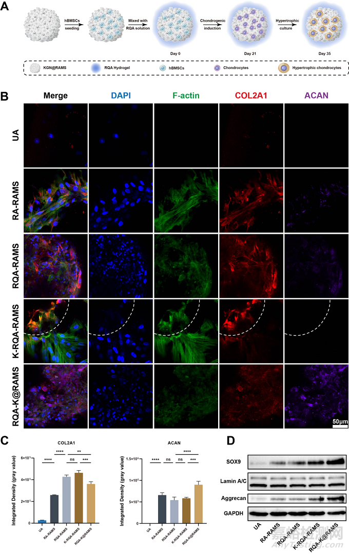 功能化微支架水凝膠復(fù)合體系通過軟骨內(nèi)骨化路徑加速修復(fù)骨軟骨缺損