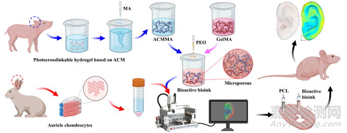 基于軟骨脫細(xì)胞基質(zhì)光敏多孔生物墨水3D生物打印及再生耳廓形態(tài)軟骨