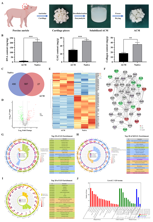 基于軟骨脫細(xì)胞基質(zhì)光敏多孔生物墨水3D生物打印及再生耳廓形態(tài)軟骨