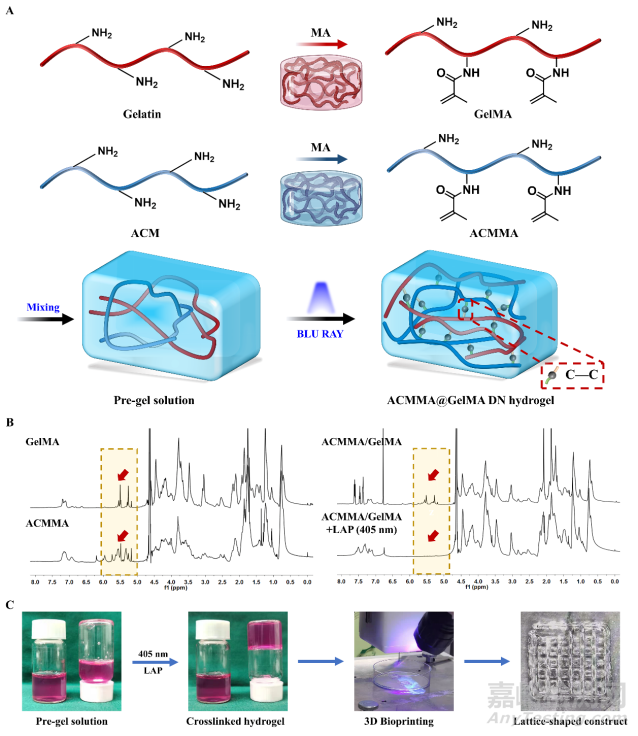 基于軟骨脫細(xì)胞基質(zhì)光敏多孔生物墨水3D生物打印及再生耳廓形態(tài)軟骨
