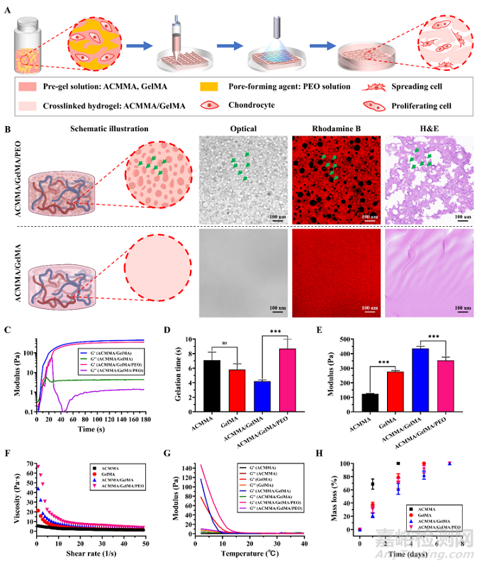 基于軟骨脫細(xì)胞基質(zhì)光敏多孔生物墨水3D生物打印及再生耳廓形態(tài)軟骨