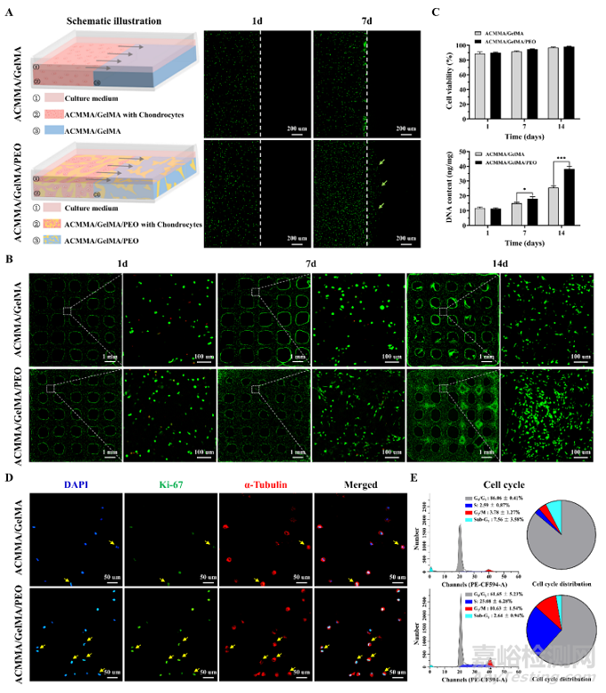 基于軟骨脫細(xì)胞基質(zhì)光敏多孔生物墨水3D生物打印及再生耳廓形態(tài)軟骨