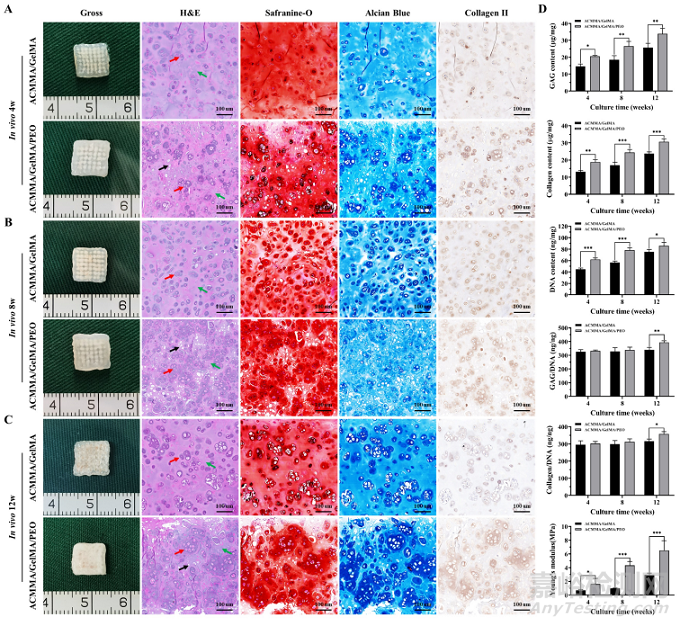 基于軟骨脫細(xì)胞基質(zhì)光敏多孔生物墨水3D生物打印及再生耳廓形態(tài)軟骨
