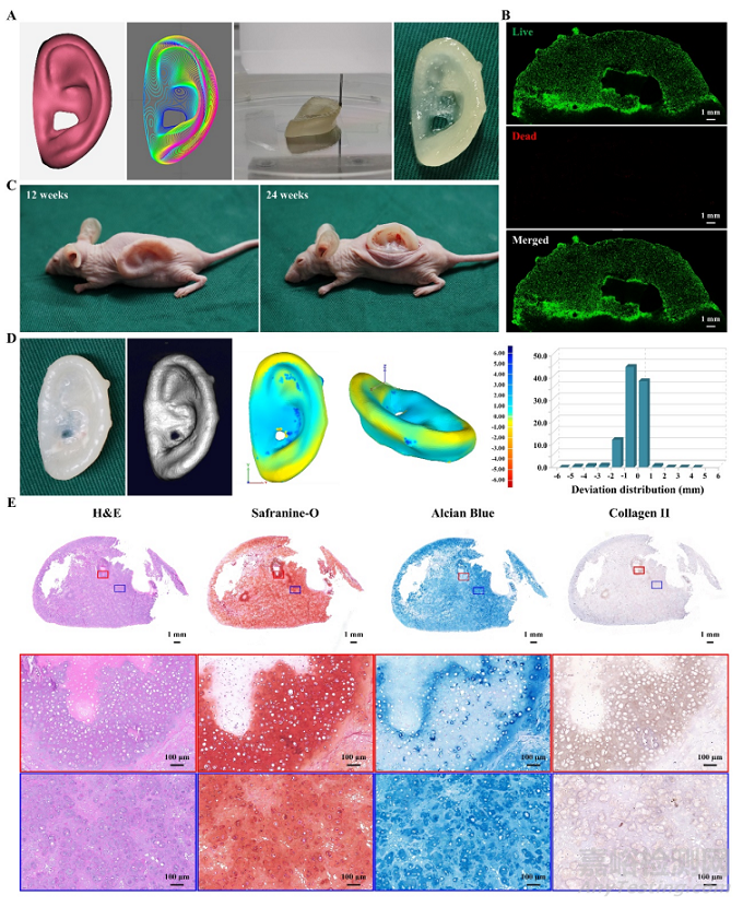 基于軟骨脫細(xì)胞基質(zhì)光敏多孔生物墨水3D生物打印及再生耳廓形態(tài)軟骨
