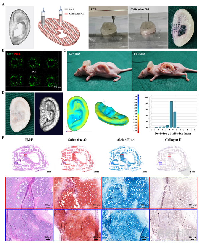 基于軟骨脫細(xì)胞基質(zhì)光敏多孔生物墨水3D生物打印及再生耳廓形態(tài)軟骨