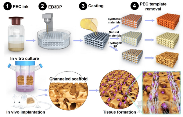 通過(guò)3D打印聚電解質(zhì)復(fù)合物制作用于組織再生的多孔道生物支架