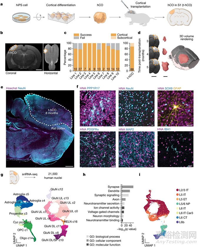 類(lèi)器官研究領(lǐng)域最新進(jìn)展