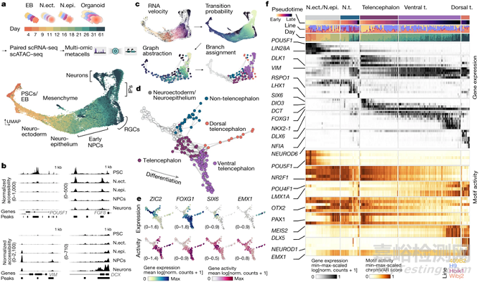 類(lèi)器官研究領(lǐng)域最新進(jìn)展
