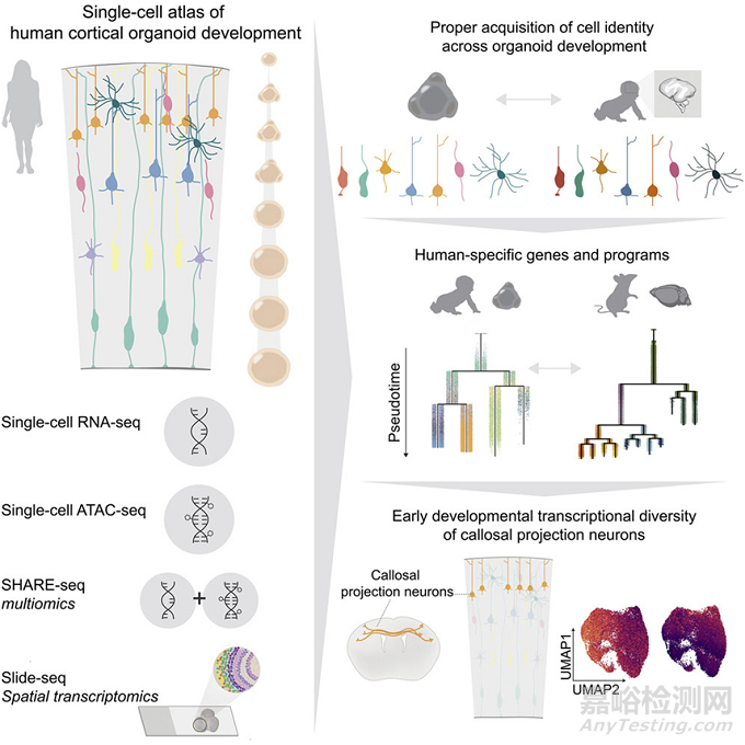 類(lèi)器官研究領(lǐng)域最新進(jìn)展