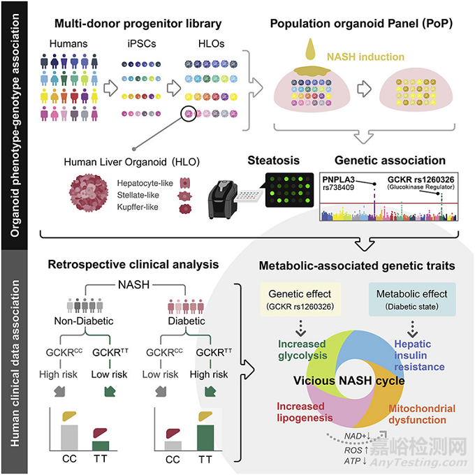 類(lèi)器官研究領(lǐng)域最新進(jìn)展