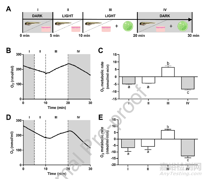 可輸送氧氣和生物活性分子的光合水凝膠敷料