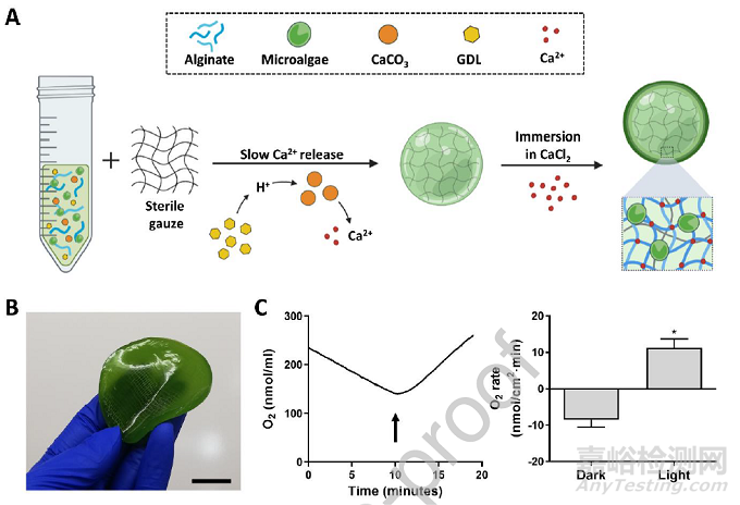 可輸送氧氣和生物活性分子的光合水凝膠敷料