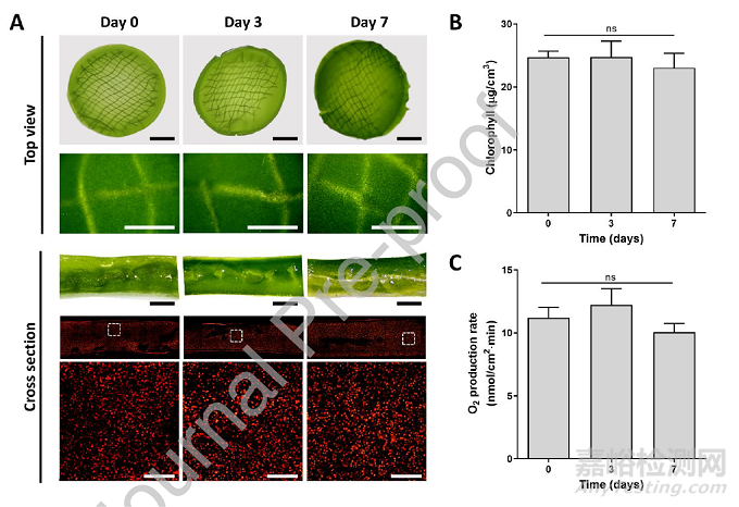 可輸送氧氣和生物活性分子的光合水凝膠敷料