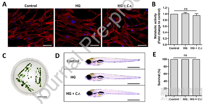可輸送氧氣和生物活性分子的光合水凝膠敷料