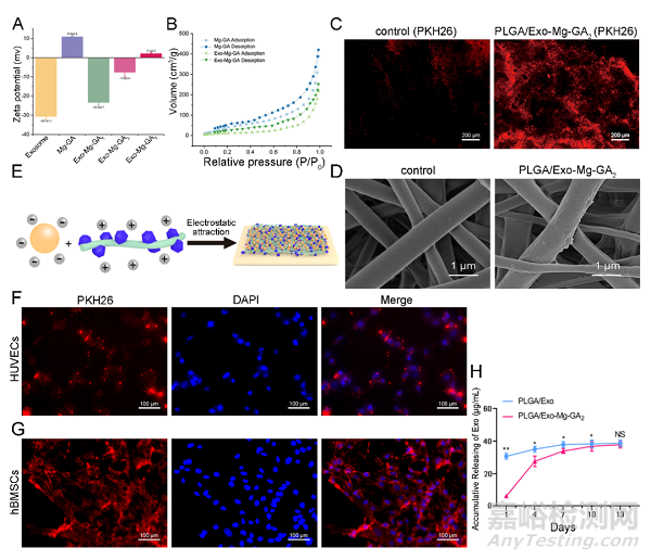具有成骨、血管生成和抗炎特性的外泌體功能化鎂有機框架支架可加速骨再生