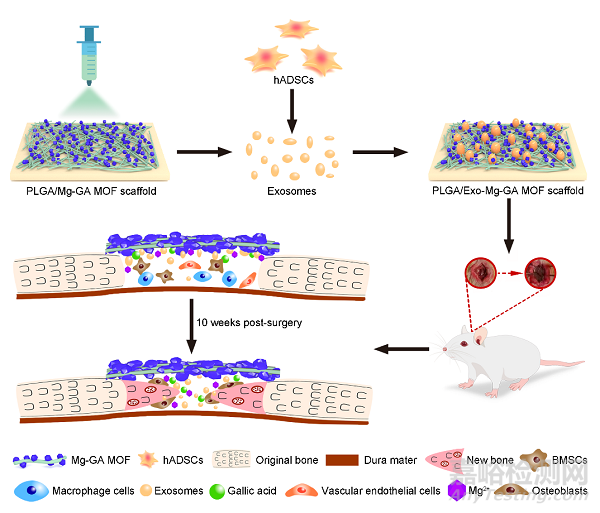 具有成骨、血管生成和抗炎特性的外泌體功能化鎂有機框架支架可加速骨再生