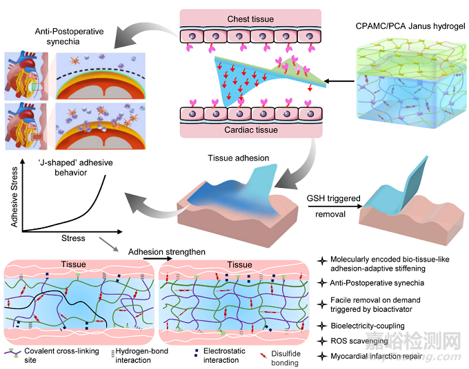 一種用于非侵入性心肌修復和防止術(shù)后組織粘連的智能黏附性Janus水凝膠