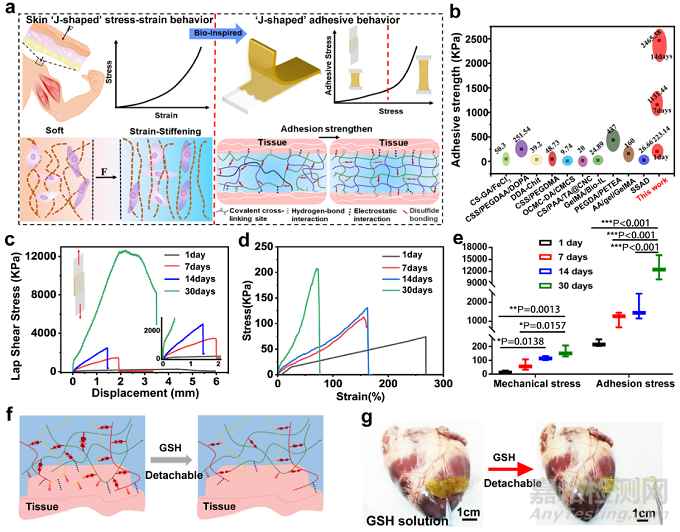 一種用于非侵入性心肌修復和防止術(shù)后組織粘連的智能黏附性Janus水凝膠
