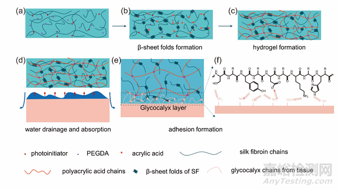 用于胃穿孔和創(chuàng)傷性氣胸快速封閉的高強(qiáng)絲素蛋白基粘合劑