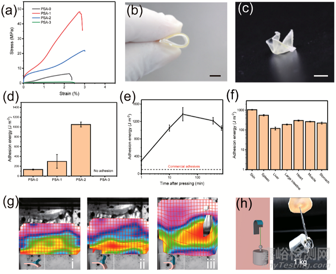 用于胃穿孔和創(chuàng)傷性氣胸快速封閉的高強(qiáng)絲素蛋白基粘合劑