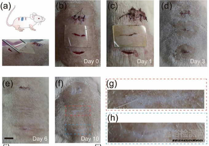 用于胃穿孔和創(chuàng)傷性氣胸快速封閉的高強(qiáng)絲素蛋白基粘合劑