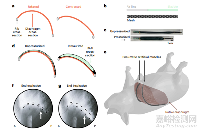一種利用植入式軟體機器人改善呼吸功能不全的方法