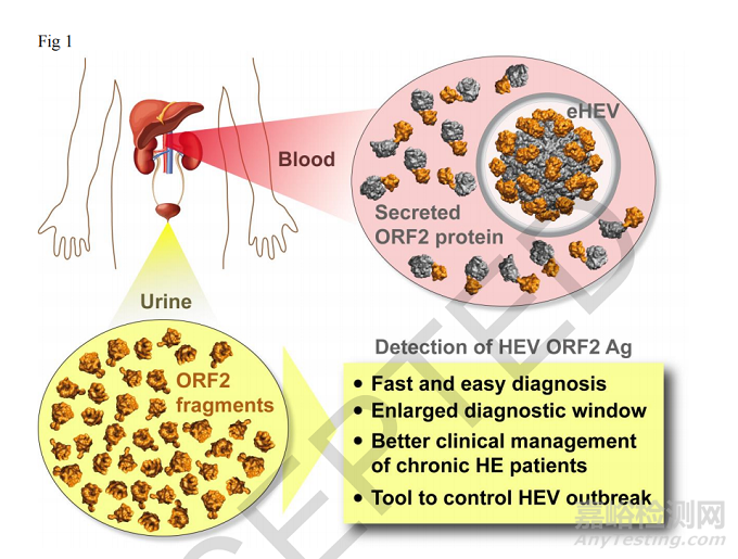 尿液測肝炎最新研究