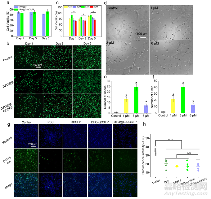 具有促進血管生成的糖尿病傷口微環(huán)境自適應(yīng)性水凝膠促進傷口愈合的研究