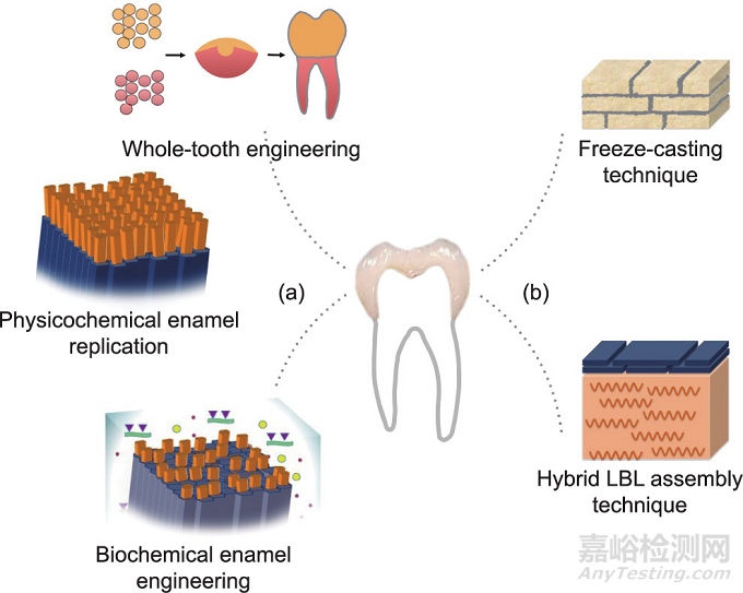 仿生牙釉質(zhì)材料的工程制造策略