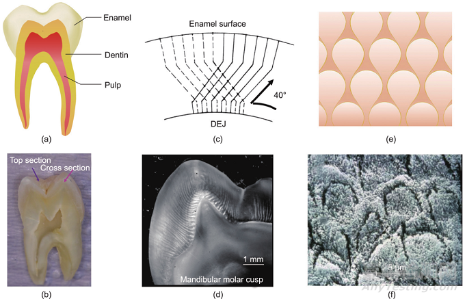 仿生牙釉質(zhì)材料的工程制造策略