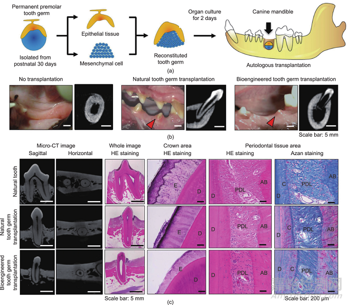仿生牙釉質(zhì)材料的工程制造策略