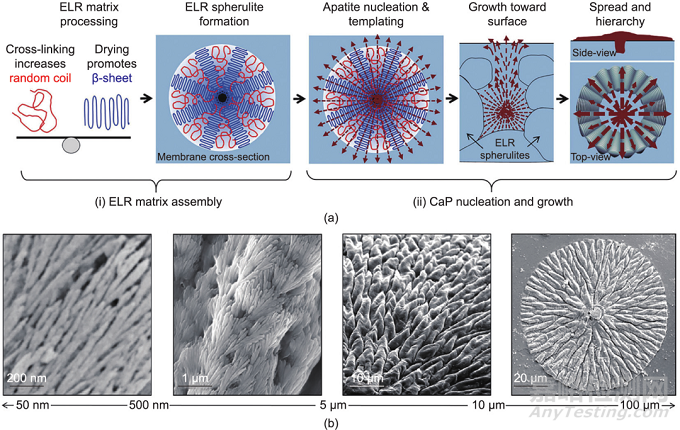 仿生牙釉質(zhì)材料的工程制造策略
