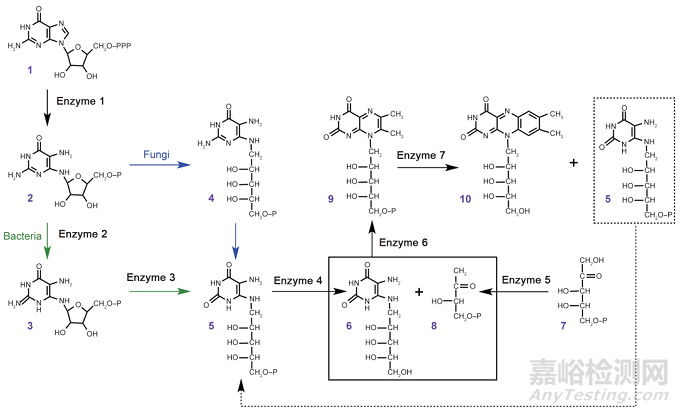 微生物中核黃素合成的生物技術(shù)策略