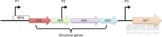 微生物中核黃素合成的生物技術(shù)策略