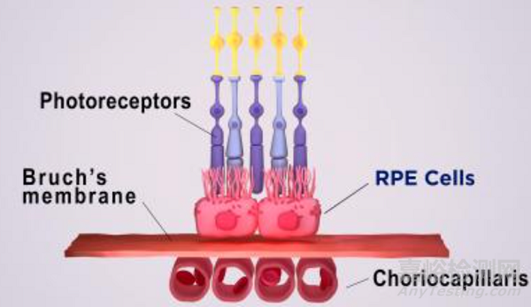 一項(xiàng)3D生物打印技術(shù)制造眼組織的研究