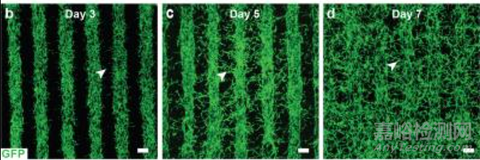 一項(xiàng)3D生物打印技術(shù)制造眼組織的研究
