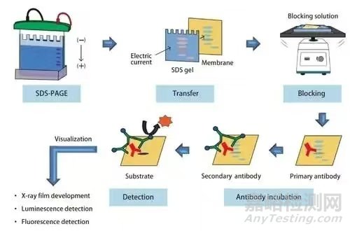 WB實(shí)驗(yàn)中配膠與電泳階段注意事項(xiàng)