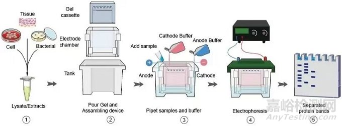 WB實(shí)驗(yàn)中配膠與電泳階段注意事項(xiàng)