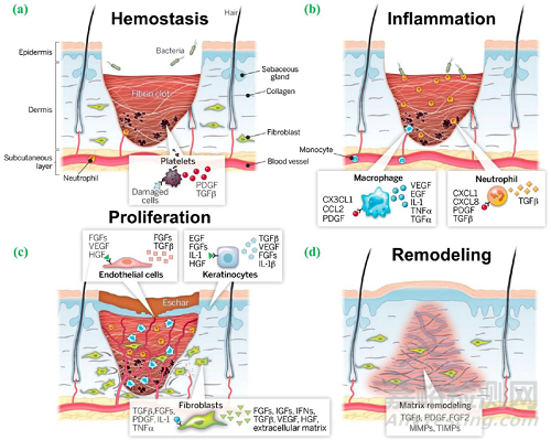 先進功能水凝膠敷料的常用制備方法