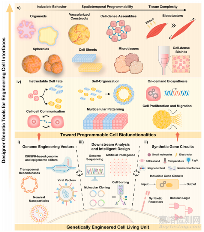 通過基因工程設計哺乳動物活體材料
